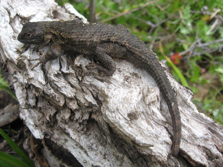 Fence Lizard